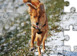 Zima, Biegnący, Pies