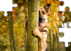 Pies, Drzewo, Jesień