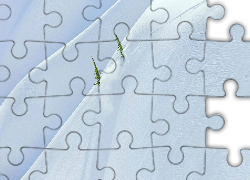 Zima, Śnieg, Choinki