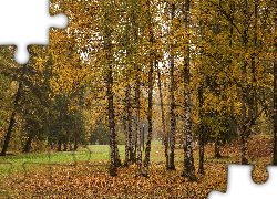 Brzozy, Park, Liście, Aleje, Jesień