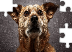 Brązowy, Pies, Błyszczące, Oczy, Pyszczek