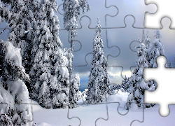 Zima, Ośnieżone, Świerki