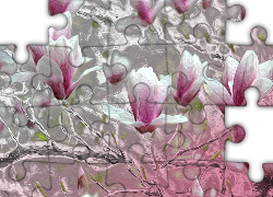 Magnolie, Kwiaty, Krzew, Grafika