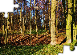 Park, Jesień, Drzewa