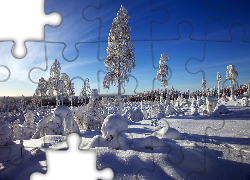 Zima , Śnieg, Las, Drzewa