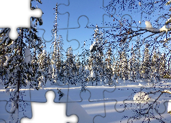 Zima, Drzewa, Śnieg