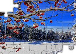 Zamarznięta, Rzeka, Las, Zima