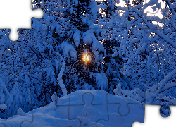 Zima, Ośnieżone, Drzewa, Promienie, Słońca