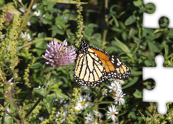 Kwiat, Motyl, Monarch