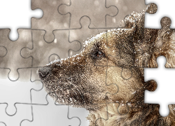 Pies, Kundelek, Shila, Śnieg, Zima