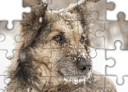 Pies, Suczka, Shila, Śnieg, Zima