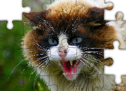 Wystraszony, Kot, Wąsy, Portret