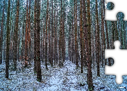 Zima, Las, Ścieżka, HDR