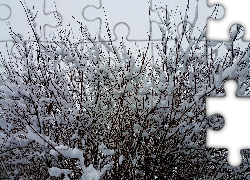 Ośnieżone, Gałązki, Zima