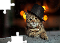 Kot, Kapelusz, Blask