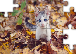 Mały, Kotek, Liście