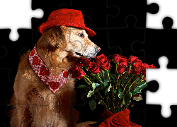 Pies, Golden retriever, Kapelusz, Bukiet, Róże