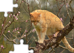 Wiosna, Rudy Kot, Kwitnące Drzewo