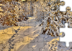 Las, Ścieżka, Drzewa, Przebijające, Światło, Zima