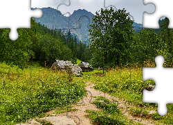 Tatry, Zakopane, Góry, Ścieżka, Polska