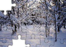 Zima, Śnieg, Drzewa