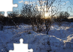 Zima, Śnieg, Drzewa