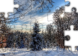 Zima, Las, Drzewa, Śnieg