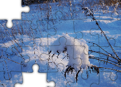 Zima, Śnieg, Uschnięta, Roślina