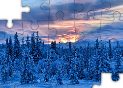 Zima, Wschód, Słońca, Świerki