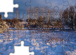 Zima, Śnieg, Drzewa