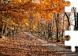 Jesień, Drzewa, Droga, Park