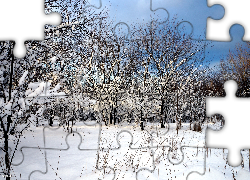 Drzewa, Zima, Śnieg