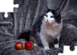 Kot, Kanapa, Jabłka