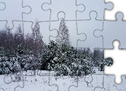 Zima, Las, Ośnieżone, Drzewa