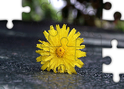 Kwiat, Prosienicznik szorstki