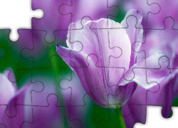 Kwiaty, Tulipany