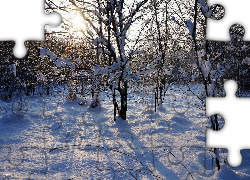 Zima, Drzewa, Śnieg, Gałęzie, Przebijające Światło, Słońce