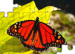 Motyl, Monarch