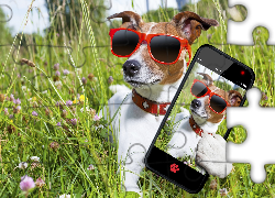 Pies, Okulary, Telefon, Łąka, Selfie