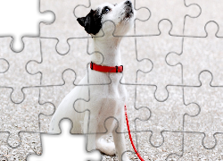 Piesek, Czerwona, Obroża