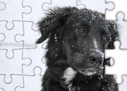 Czarny, Pies, Biały, Krawat, Zima