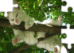 Biały, Kot, Drzewo, Konar