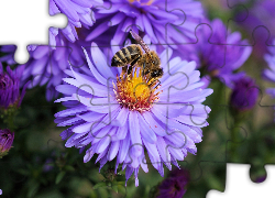 Kwiaty, Astry, Pszczoła, Ogród