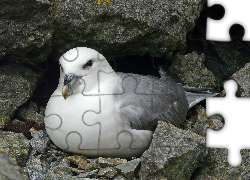 Ptak, Fulmar, Skała