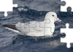 Fale, Ptak, Fulmar