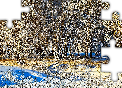 Zima, Drzewa, Śnieg, Przebijające, Światło