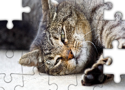 Szary, Kotek, Łapki