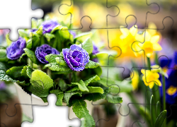 Makro, Kwiaty, Żonkile, Prymule