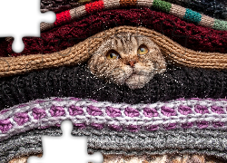 Kot, Dzianina, Swetry, Szale