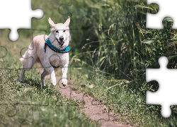 Biały, Pies, Obroża, Bieg